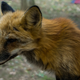 Zao Fox Village